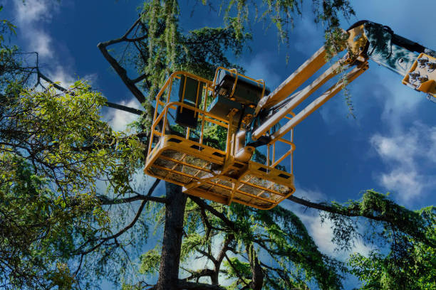 Best Tree Maintenance Programs  in Charleston, SC